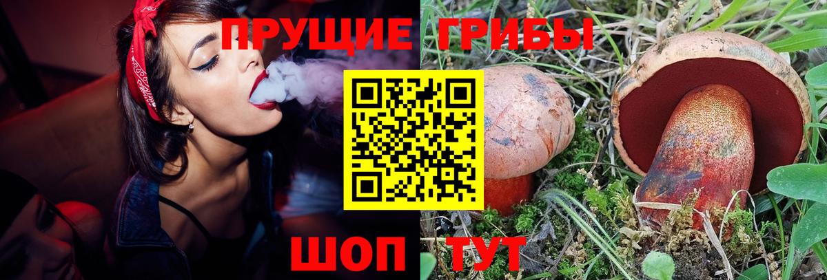 Галлюциногенные грибы Psilocybe Избербаш